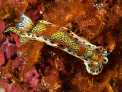 Purple Spotted Sea Goddess