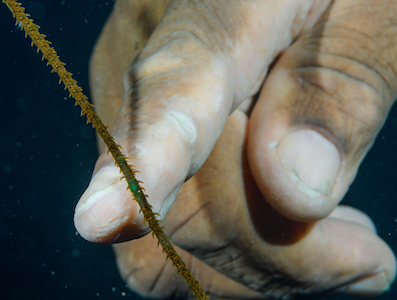 Davitt & a Wire Shrimp