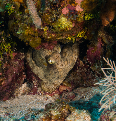 Hiding Octopus