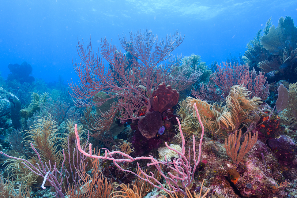 Davitt & a huge barrel sponge